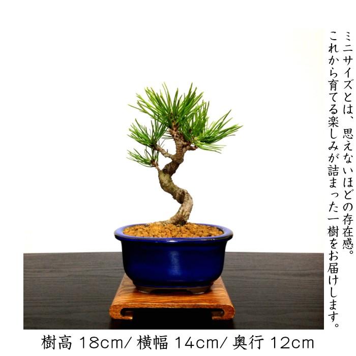 盆栽 松 黒松 樹形美 樹齢5年 捻転幹 黒松ミニ盆栽 : 和心盆栽 盆栽 松 黒松 樹形美 樹齢5年 捻転幹 黒松ミニ盆栽 : 和心盆栽