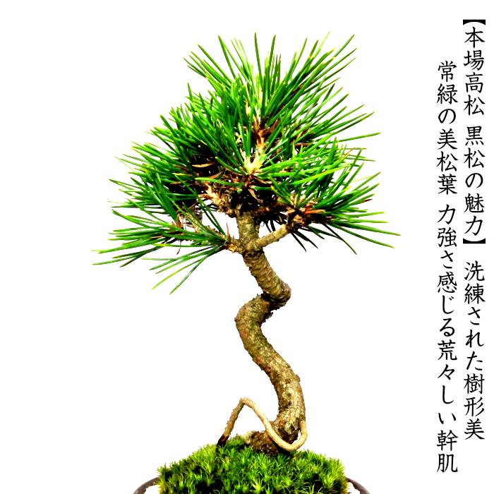 盆栽 松 黒松 樹形美 樹齢5年 捻転幹 黒松ミニ盆栽 : 和心盆栽 盆栽 松 黒松 樹形美 樹齢5年 捻転幹 黒松ミニ盆栽 : 和心盆栽