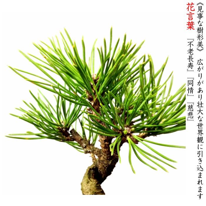 盆栽 松 黒松 樹形美 樹齢5年 捻転幹 黒松ミニ盆栽 : 和心盆栽