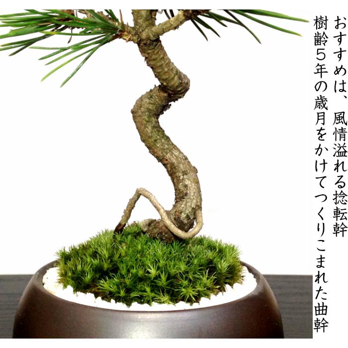 盆栽 松 黒松 樹形美 樹齢5年 捻転幹 黒松ミニ盆栽 : 和心盆栽 盆栽 松 黒松 樹形美 樹齢5年 捻転幹 黒松ミニ盆栽 : 和心盆栽