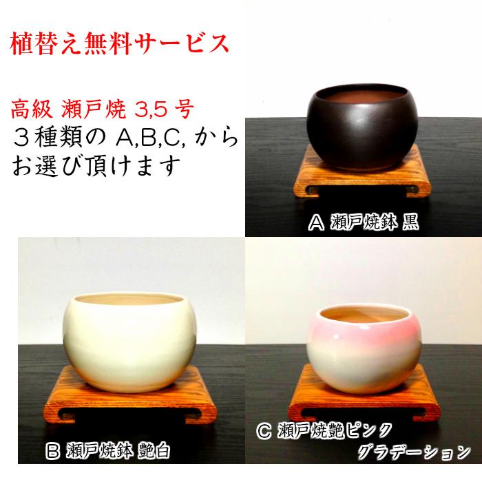 盆栽 松 黒松 樹形美 樹齢5年 捻転幹 黒松ミニ盆栽 : 和心盆栽 盆栽 松 黒松 樹形美 樹齢5年 捻転幹 黒松ミニ盆栽 : 和心盆栽