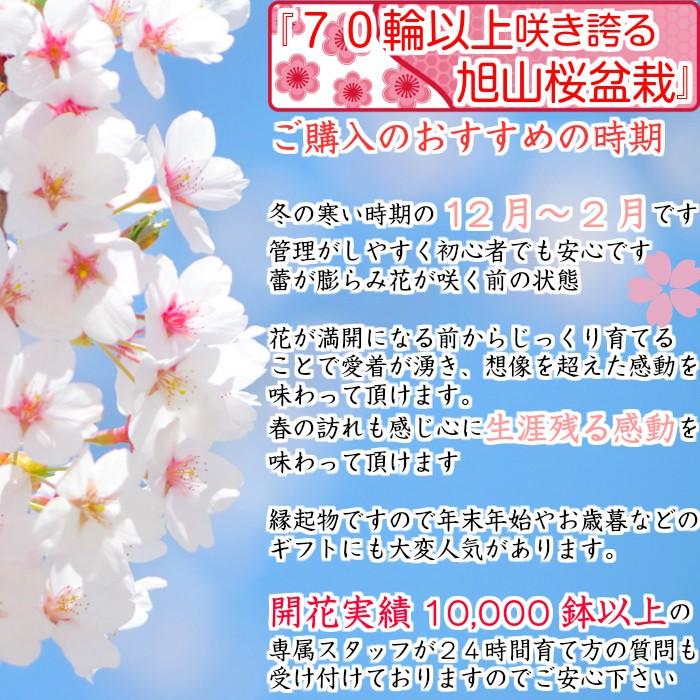 盆栽 桜 旭山桜 室内 ミニ 花見 初心者 ギフト 誕生日 プレゼント ミニ観葉 Wb00 和心盆栽 通販 Yahoo ショッピング