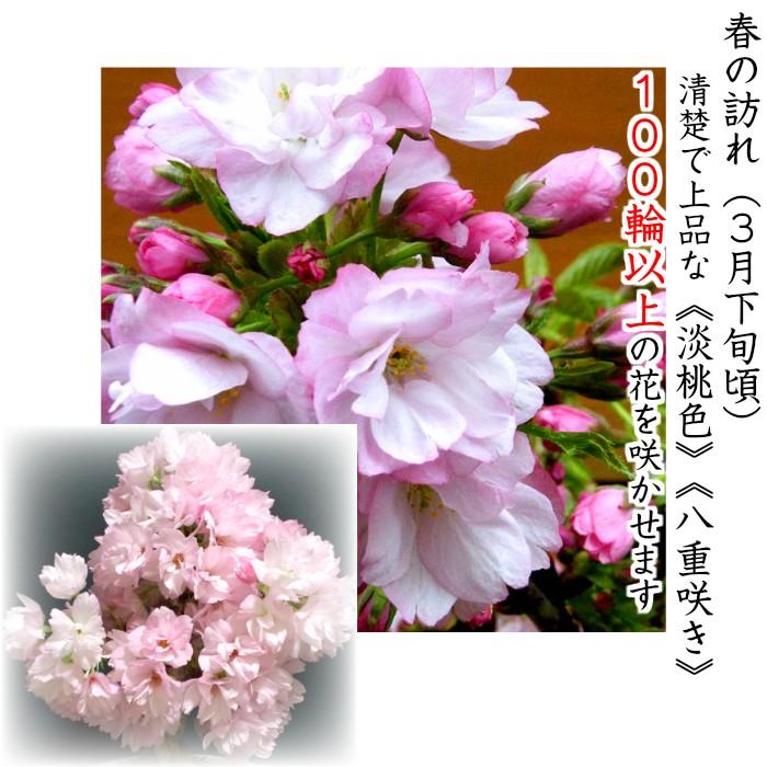 盆栽 桜 旭山桜 八重桜 室内 ミニ 花見 初心者 ギフト 誕生日 プレゼント ミニ観葉 :wb0083a:和心盆栽 - 通販 - Yahoo!ショッピング 盆栽 桜 旭山桜 八重桜 室内 ミニ 花見 初心者 ギフト 誕生日 プレゼント ミニ観葉 :wb0083a:和心盆栽 - 通販 - Yahoo!ショッピング