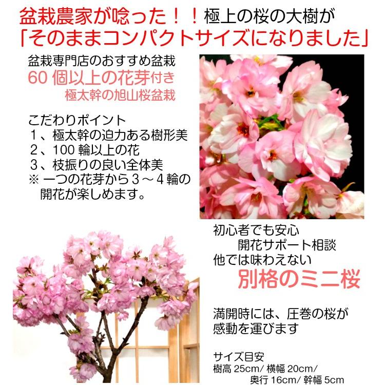 盆栽 桜 旭山桜 八重桜 室内 ミニ 花見 初心者 ギフト 誕生日 プレゼント ミニ観葉 :wb0083a:和心盆栽 - 通販 - Yahoo!ショッピング 盆栽 桜 旭山桜 八重桜 室内 ミニ 花見 初心者 ギフト 誕生日 プレゼント ミニ観葉 :wb0083a:和心盆栽 - 通販 - Yahoo!ショッピング