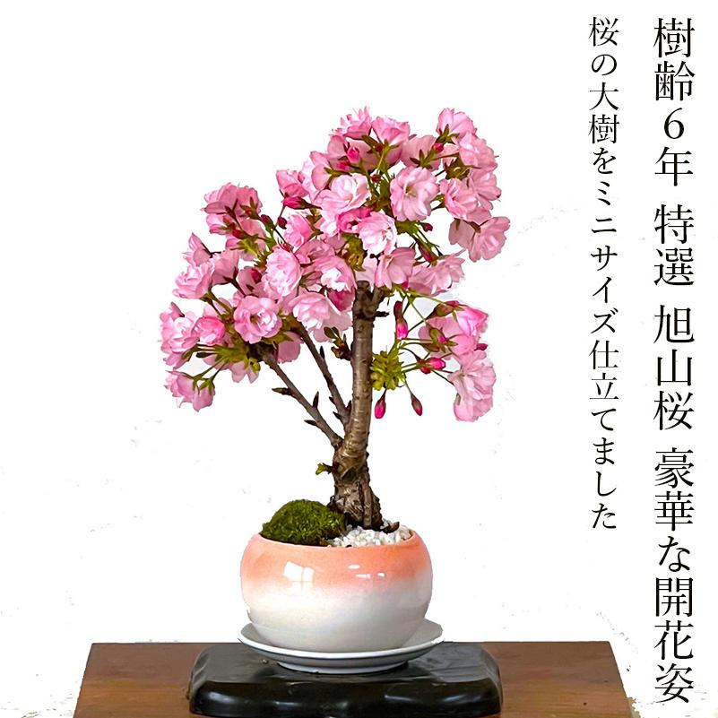 盆栽 桜 旭山桜 八重咲 室内 初心者 お祝い 誕生日 ギフト 無料