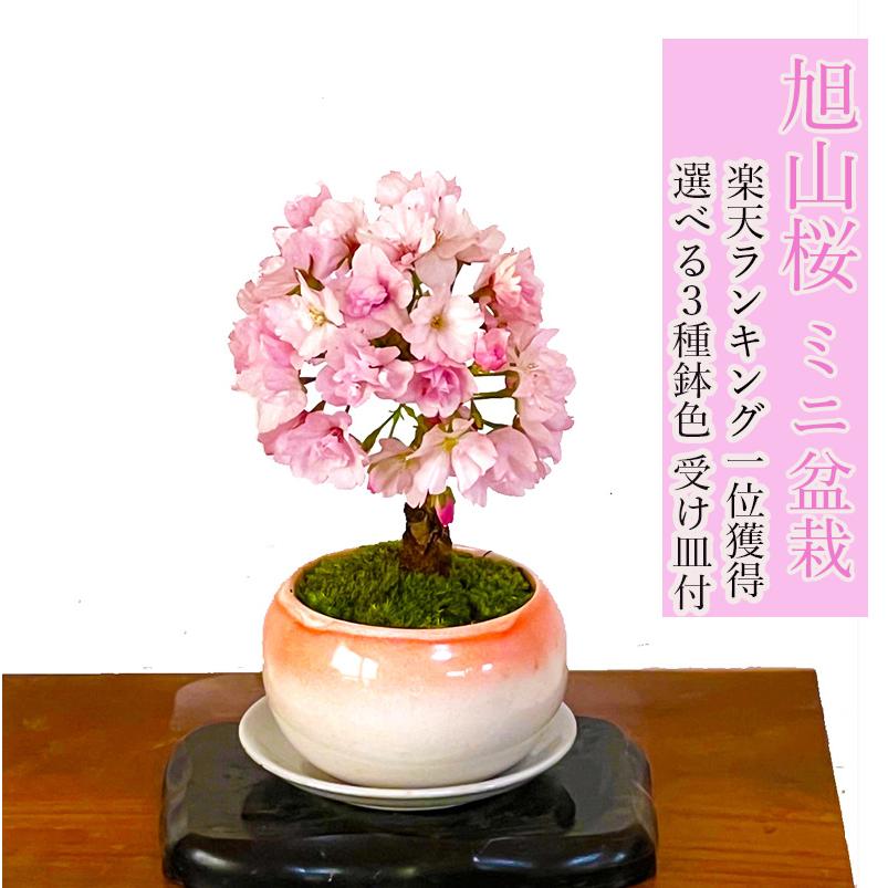 盆栽 桜 ミニ 旭山桜 八重咲 苔装飾 自宅でお花見 初心者 お祝い 誕生日 ギフト 無料 プレゼント（Yahoo!・和心盆栽）