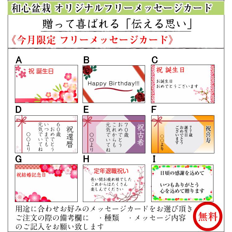 盆栽 桜 ミニ 旭山桜 八重咲 室内 初心者 お祝い 誕生日 ギフト 無料 プレゼント 30程の蕾｜wagokorobonsai｜10