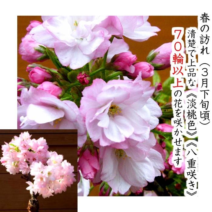 盆栽 桜 旭山桜 一才桜 室内 ミニ 花見 初心者 ギフト 誕生日