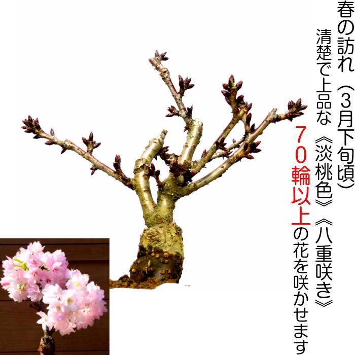 盆栽 桜 旭山桜 一才桜 室内 ミニ 花見 初心者 ギフト 誕生日