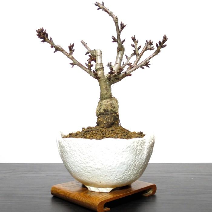 盆栽 桜 旭山桜 一才桜 室内 ミニ 花見 初心者 ギフト 誕生日