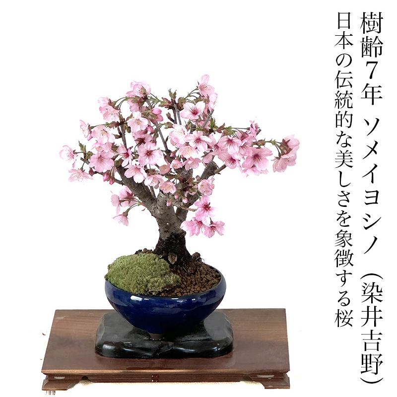 盆栽 桜 ソメイヨシノ 染井吉野 平和の桜 一重咲 室内鑑賞 自宅でお