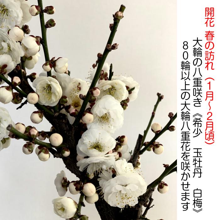 盆栽 梅 一級品 玉牡丹 1月開花 白梅 ミニ 室内 初心者 おしゃれ 盆栽 梅 一級品 玉牡丹 1月開花 白梅 ミニ 室内 初心者 おしゃれ