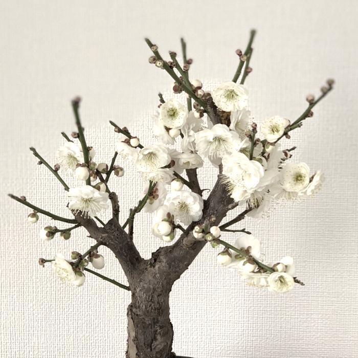 盆栽 梅 一級品 玉牡丹 1月開花 白梅 ミニ 室内 初心者 おしゃれ 盆栽 梅 一級品 玉牡丹 1月開花 白梅 ミニ 室内 初心者 おしゃれ