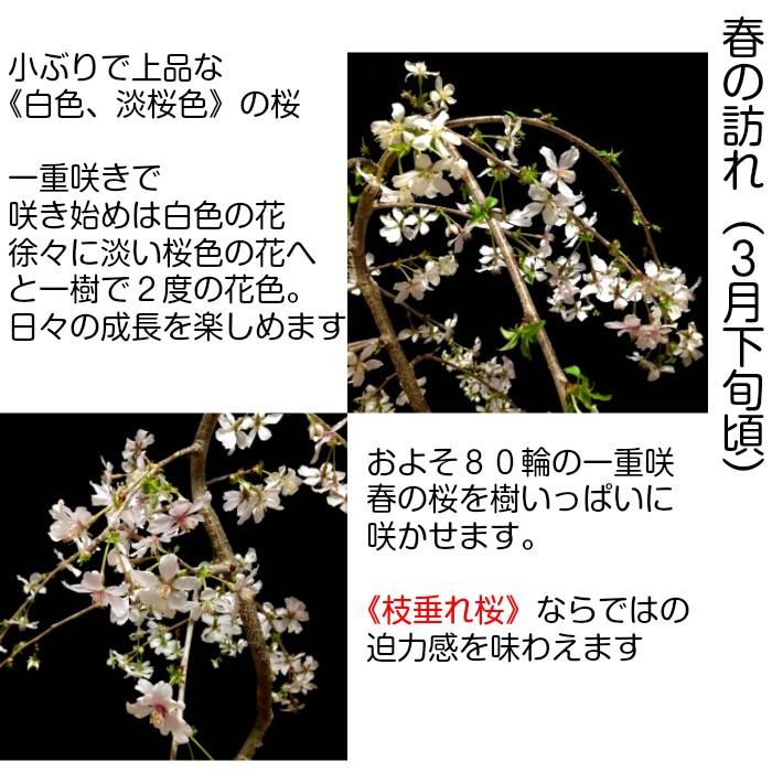 盆栽 桜 枝垂れ しだれ 桜 室内 初心者 趣味 癒し 植物 さくら 誕生日 ギフト シンボルツリー｜wagokorobonsai｜02