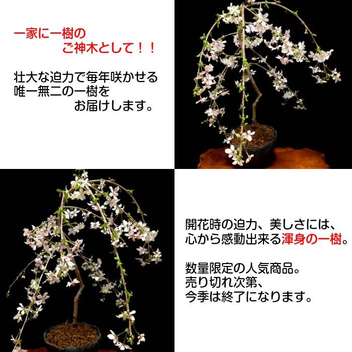 盆栽 桜 枝垂れ しだれ 室内 初心者 趣味 癒し 植物 さくら 誕生日