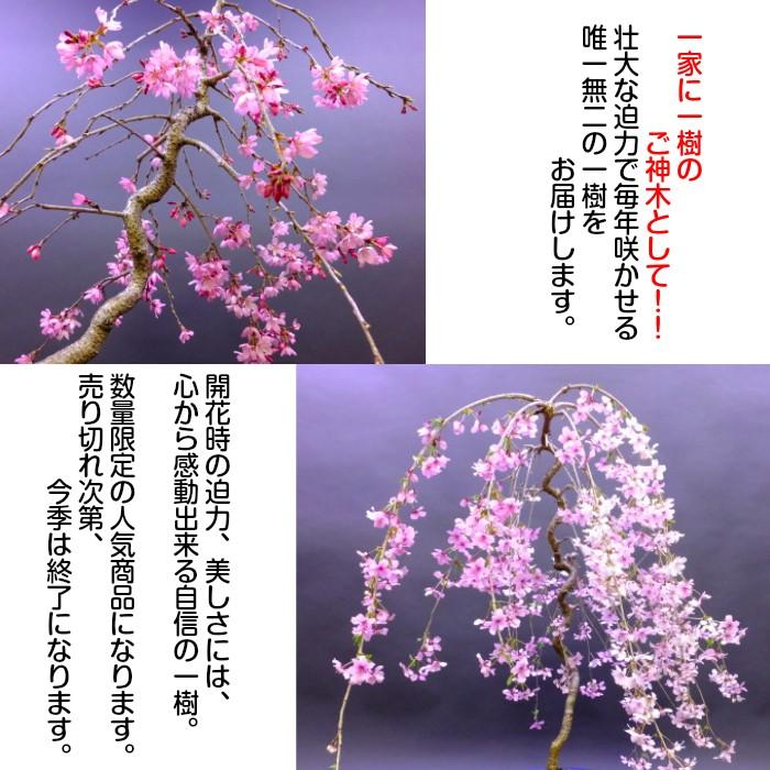 盆栽 桜 即日出荷可 曲付き枝垂れ御殿場桜盆栽 70〜80以上の蕾付 : 和