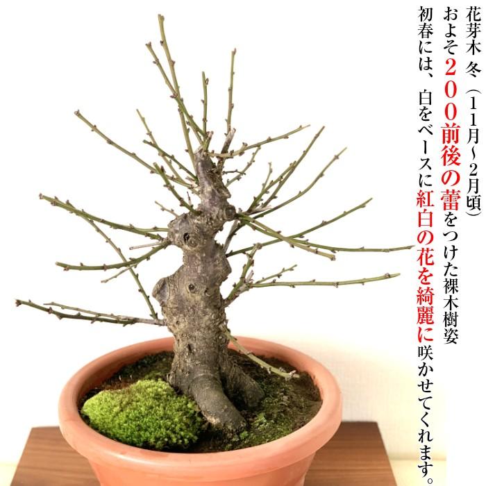 盆栽 梅 咲き分け 思いのまま 樹齢10年 太幹 紅白梅盆栽 80個