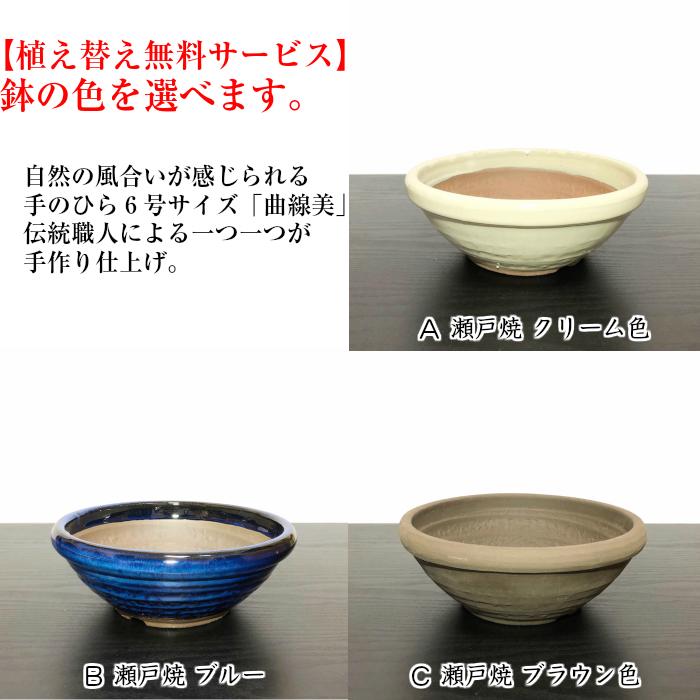 盆栽 梅 咲き分け 思いのまま 樹齢10年 太幹 紅白梅盆栽 80個以上の