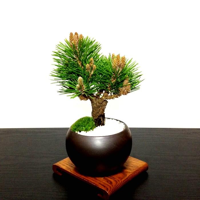 盆栽 松 黒松 ミニ 室内 初心者 ギフト おしゃれ 植物 フラワー 盆栽 松 黒松 ミニ 室内 初心者 ギフト おしゃれ 植物 フラワー