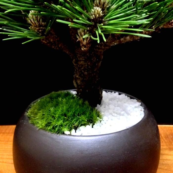 盆栽 松 黒松 ミニ 室内 初心者 ギフト おしゃれ 植物 フラワー 盆栽 松 黒松 ミニ 室内 初心者 ギフト おしゃれ 植物 フラワー