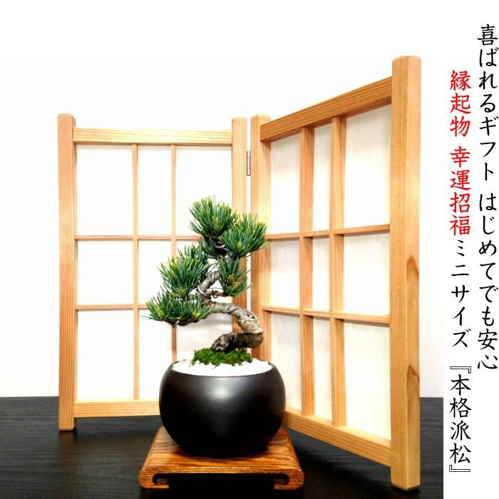 五葉松の盆栽⑤(古木)インテリア用サイズ 朽ち果て 五葉松の盆栽⑤(古木)インテリア用サイズ 朽ち果て