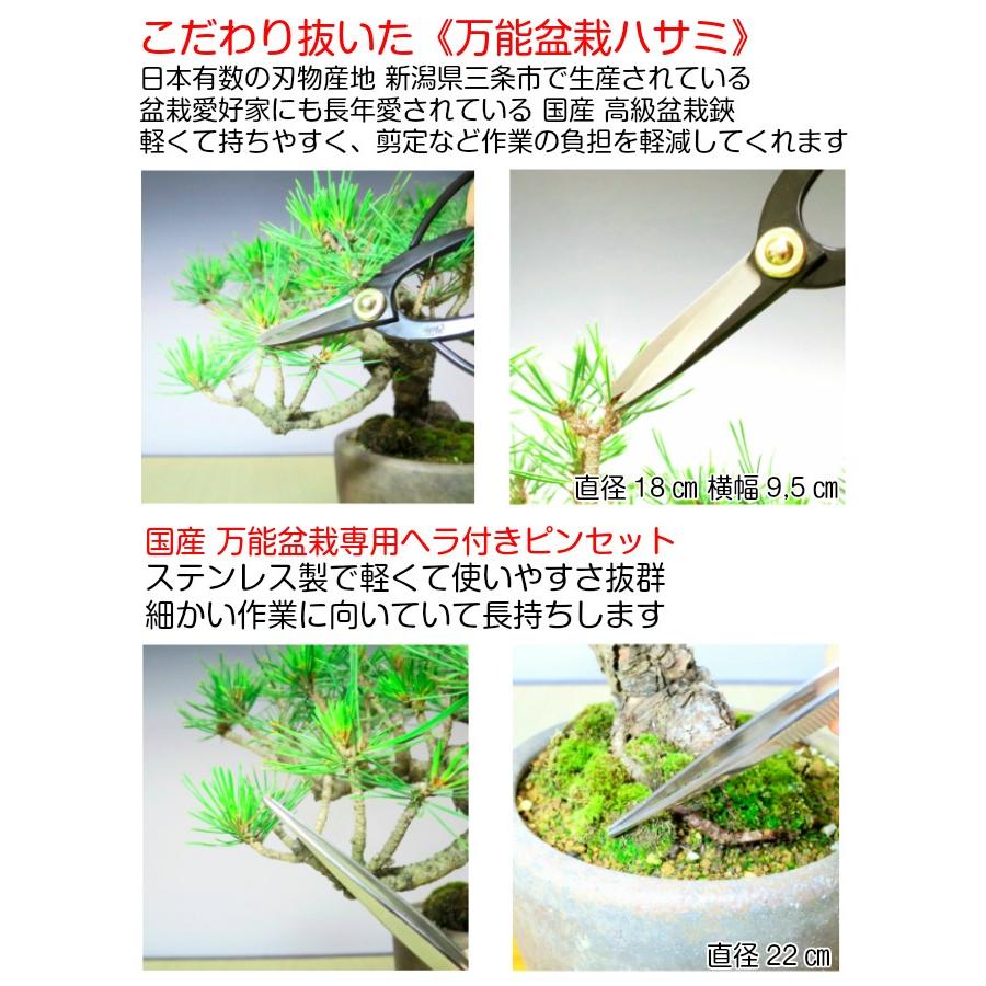 盆栽 松 樹齢5年 特選曲付き高松五葉松 室内 初心者 おしゃれ