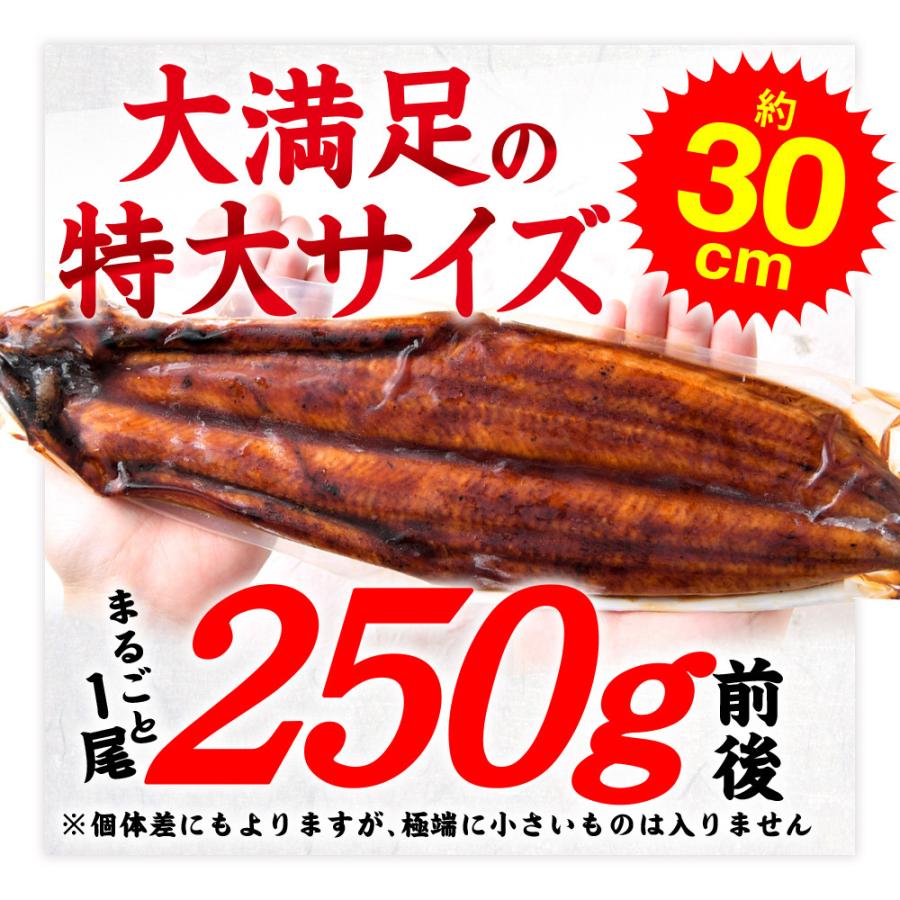 父の日 うなぎ 蒲焼き 1尾 鰻 特大 約250g ふっくら 肉厚｜wagyu-hiiragi｜02