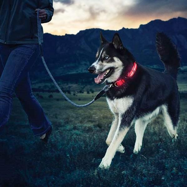 NITE IZE（ナイトアイズ） LIGHT UP DOG COLLAR ライトアップ ドッグ