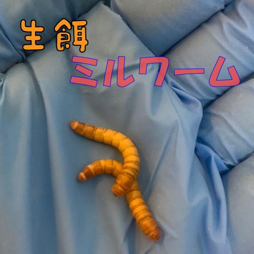 Wajo Shopミルワーム 生餌 生餌ミルワーム 爬虫類 両生類 大型中型魚 小動物用生餌 ペット 大型熱帯魚用 100g 超目玉 12月