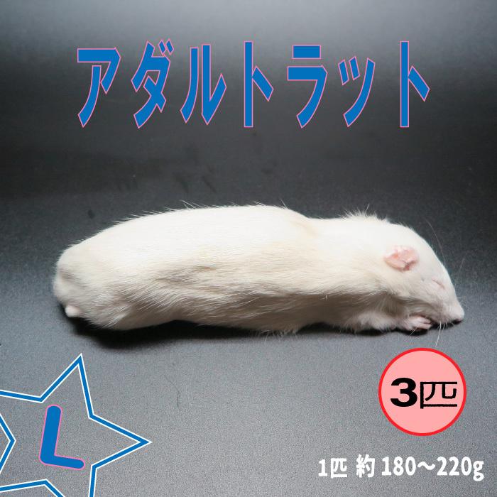 驚きの値段で】【驚きの値段で】クール便発送 冷凍ピンクマウスMサイズ 約3cm 600匹 爬虫類、両生類のエサ ストレスフリー養殖 冷凍ホッパーマウス 6cm 100匹 クール便
