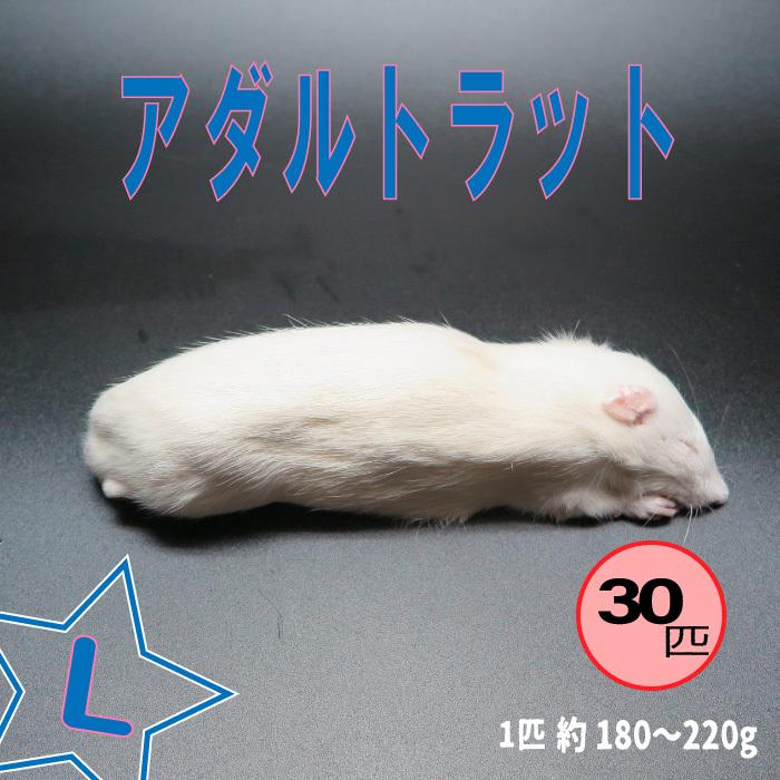 冷凍アダルトラット Lサイズ 約180~220g/匹 冷凍マウス アダルト 冷凍ネズミ 冷凍餌 エサ 猛禽類 爬虫類 両生類 肉食ペット用 クール便発送 30匹セット