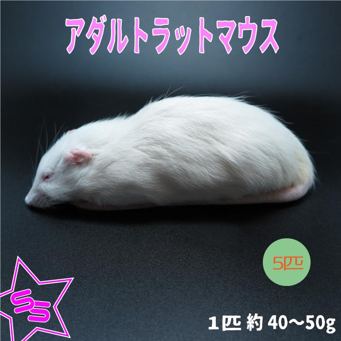 冷凍ラットアダルトM 100~120g 30匹