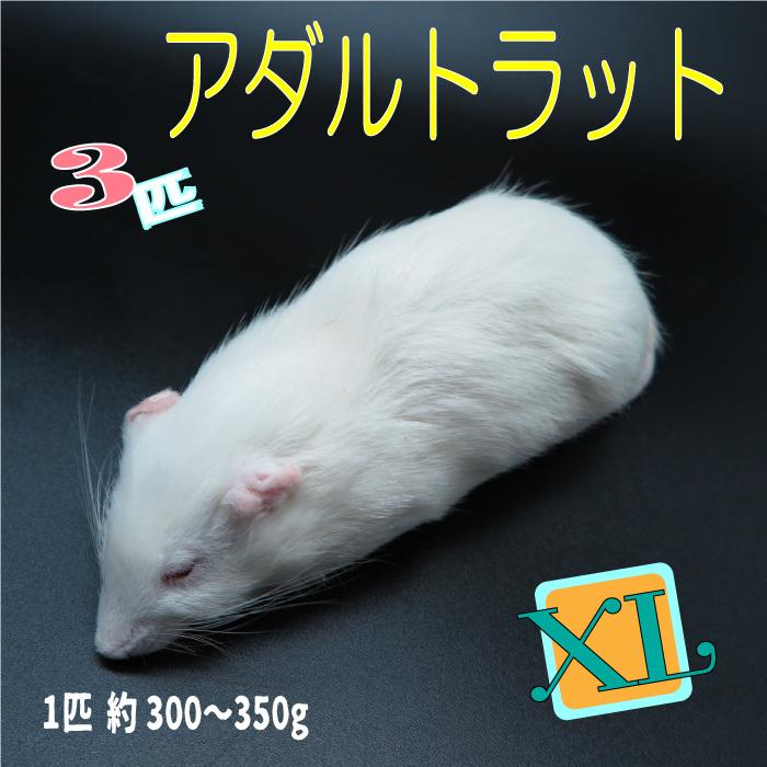 在庫あり 冷凍ラット agapeeurope.org