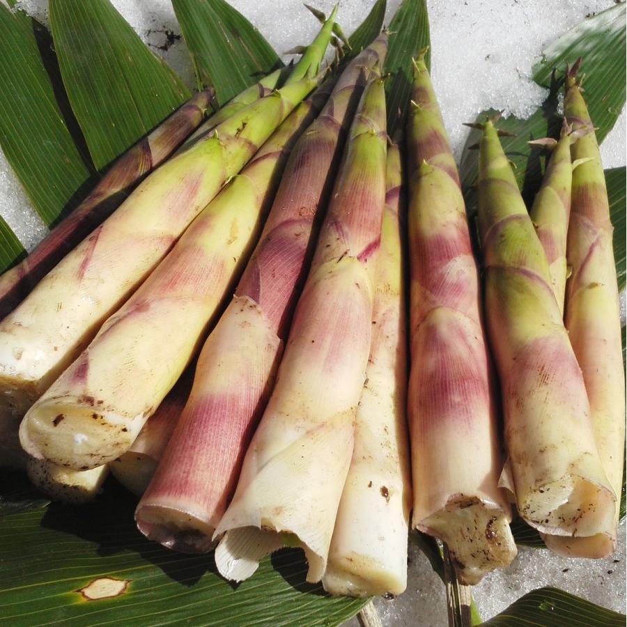 月山筍 500g ホイル焼き 国産 天然 採りたてを産直 ミシュラン3つ