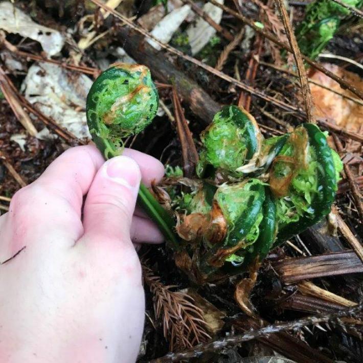 こごみ 500g 天ぷら 国産 天然 採りたてを産直 ミシュラン3つ星 