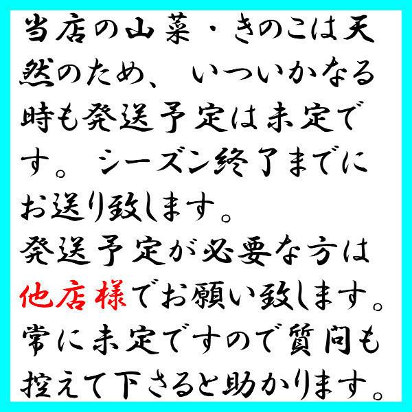 みずの実 500g 秋の山菜 国産 天然 採りたてを産直 ミシュラン3つ