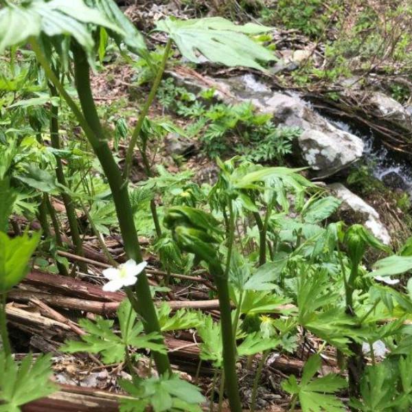 しどけ ５００ｇ トリカブトとの間違えに注意 国産 天然 採りたてを産直 ミシュラン３つ星御用達店 シドケ しどき シドキ もみじがさ モミジガサ 01 Sidoke 500g 山菜ときのこのお店わかば屋 通販 Yahoo ショッピング