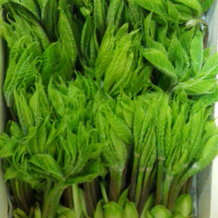 天ぷら用 山菜セット １ｋｇ 山菜盛り合せ 天然 採りたてを産直 ミシュラン ３つ星御用達店 たらの芽 こしあぶら ふきのとう 等 入る山菜はお店のお任せ 01 Ten Sansai 1kg 山菜ときのこのお店わかば屋 通販 Yahoo ショッピング