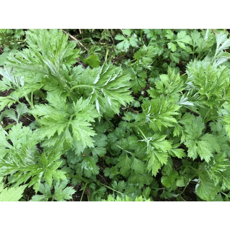 最新コレックション よもぎ ３００ｇ 国産 天然 採りたてを産直 ミシュラン３つ星御用達店 ヨモギ