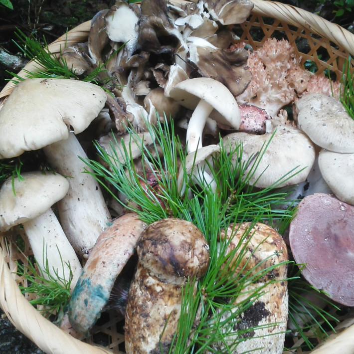 きのこセット 1kg 国産 天然 採りたてを産直 ミシュラン3つ