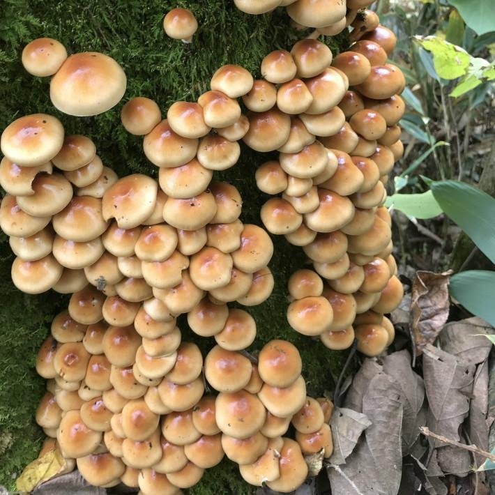 きのこセット 1kg 国産 天然 採りたてを産直 ミシュラン3つ