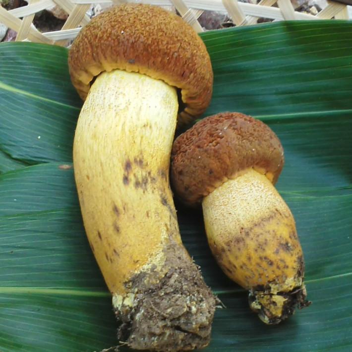 きのこセット 1kg 国産 天然 採りたてを産直 ミシュラン3つ