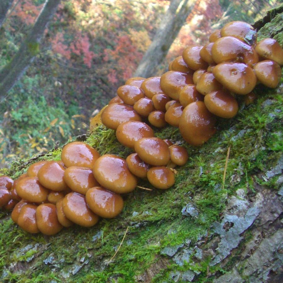 なめこ ５００ｇ 国産 天然 採りたてを産直 ミシュラン３つ星御用達店 なめっこ ナメコ 02 Nameko 500g 山菜ときのこのお店わかば屋 通販 Yahoo ショッピング