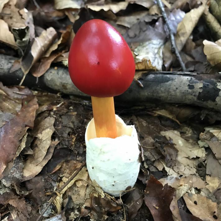 タマゴタケ １ｋｇ 国産 天然 採りたてを産直 ミシュラン３つ星御用達店 たまごたけ 卵茸 02 Tamagotake 1kg 山菜ときのこのお店わかば屋 通販 Yahoo ショッピング