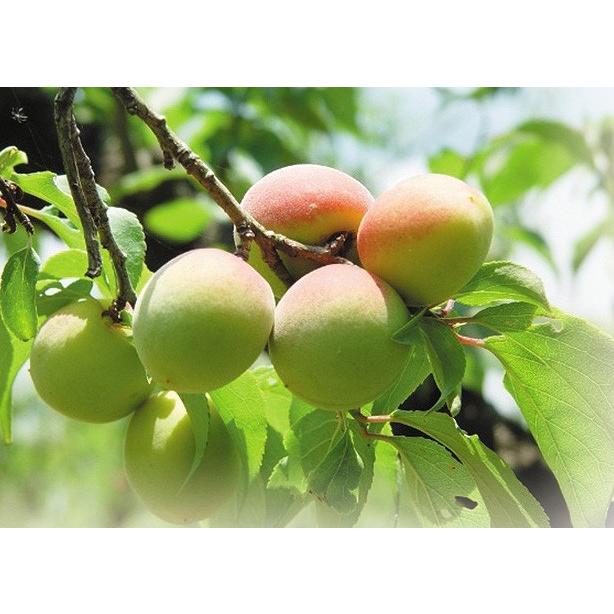 BENIサイダー 250ml×24本 梅サイダー ご当地サイダー 紅映梅 紅映 福井