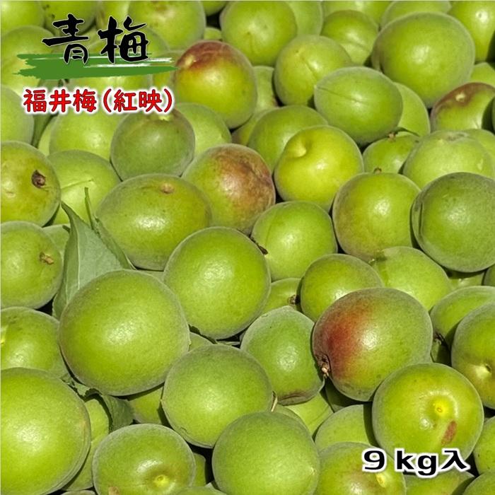 青梅 福井梅 訳あり(無選別品） 紅映 梅干し加工用 9kg : WAKASAの