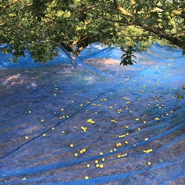 梅干し 塩分18% 訳あり 規格外品 福井梅 無添加 すっぱい梅干し 内容量500g w-5 | ブランド登録なし | 02