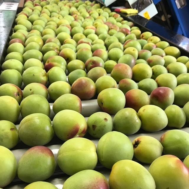 梅干し 塩分18% 訳あり 規格外品 福井梅 無添加 すっぱい梅干し 内容量500g w-5 | ブランド登録なし | 03