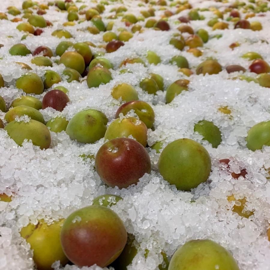 梅干し 塩分18% 訳あり 規格外品 福井梅 無添加 すっぱい梅干し 内容量500g w-5 | ブランド登録なし | 04