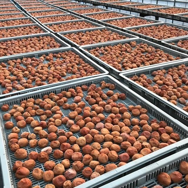 梅干し 塩分18% 訳あり 規格外品 福井梅 無添加 すっぱい梅干し 内容量500g w-5 | ブランド登録なし | 05